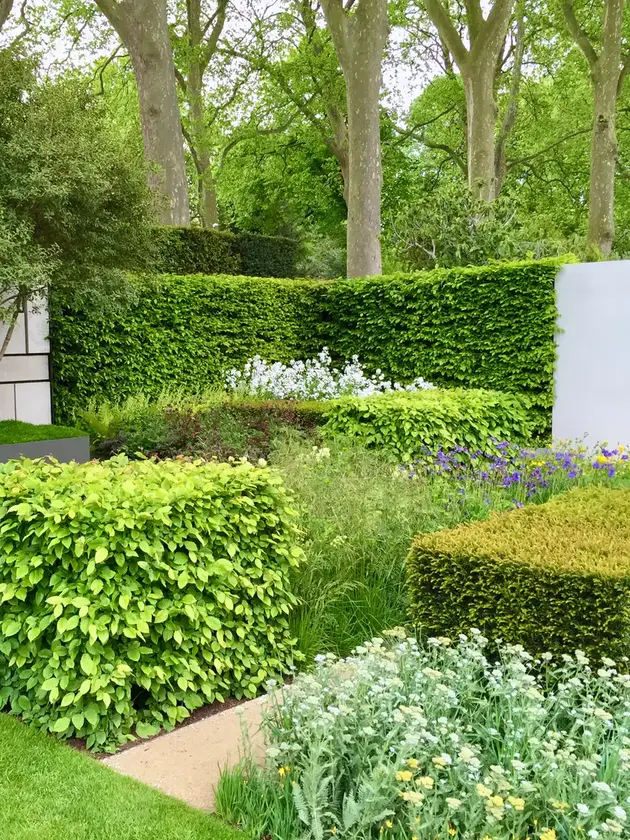 Crisply trimmed boxwood hedge and shrubs showing professional hedge trimming and shaping