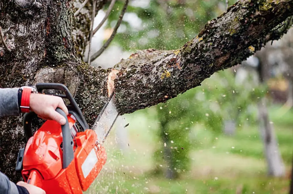 Tree trimming service—chainsaw pruning a large branch safely