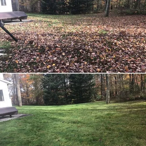 Before and after leaf removal showing leaf-covered yard transformed into clean green lawn